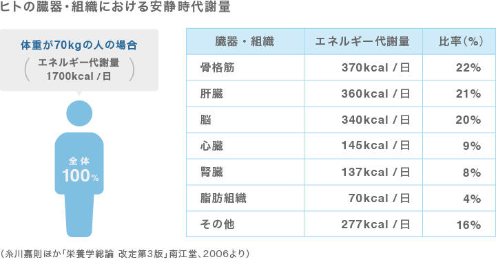 表：ヒトの臓器・組織における安静時代謝量（糸川嘉則ほか「栄養学総論 改定第3版」南江堂、2006より）