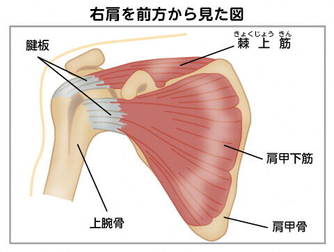 右肩を前方から見た図