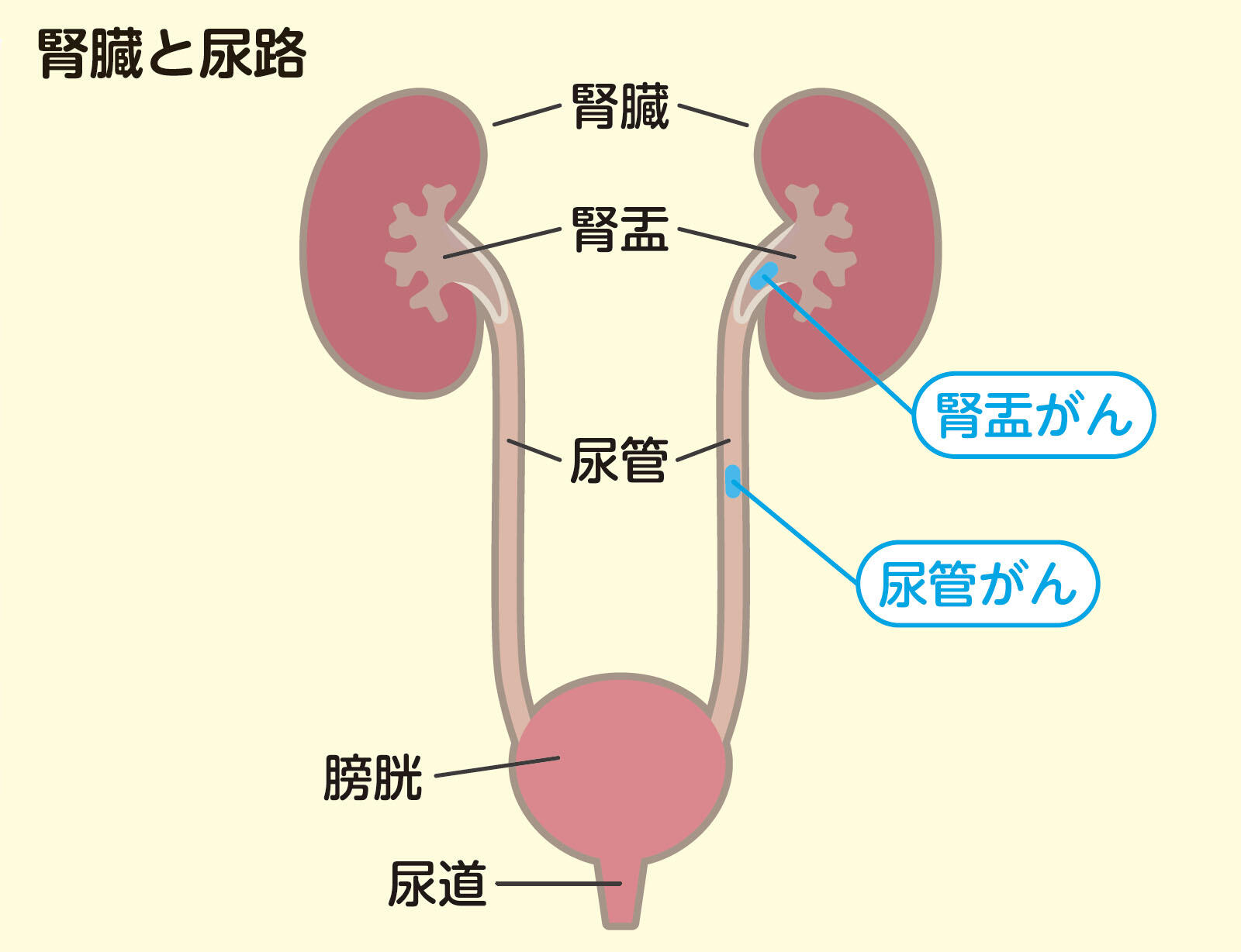 腎臓と尿路